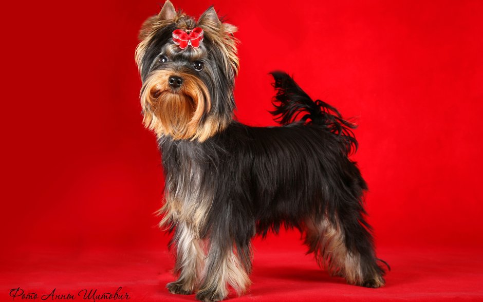 Якширтерьерский терьер