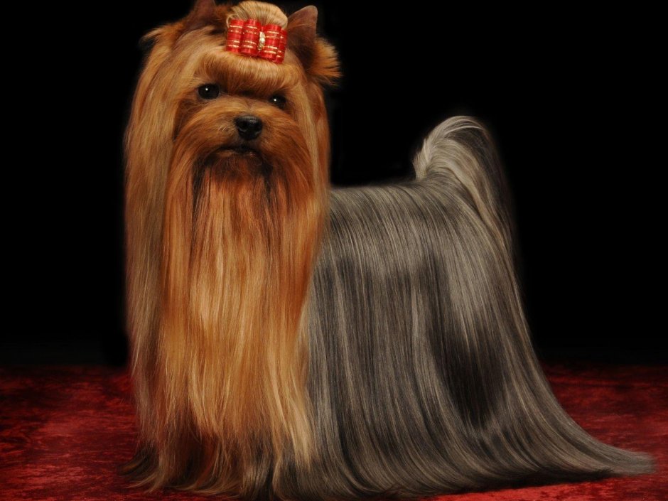 Самый большой йоркширский терьер