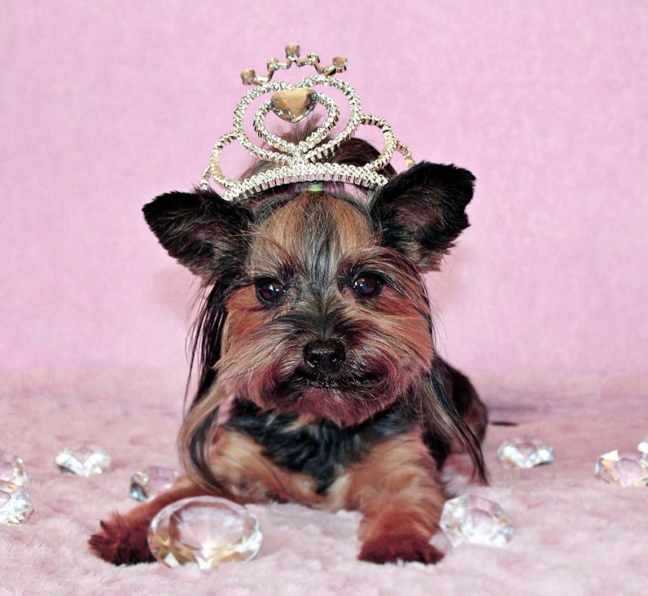 Йоркширский терьер