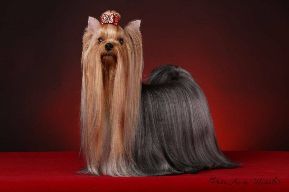 Йоркширский терьер длинношерстный