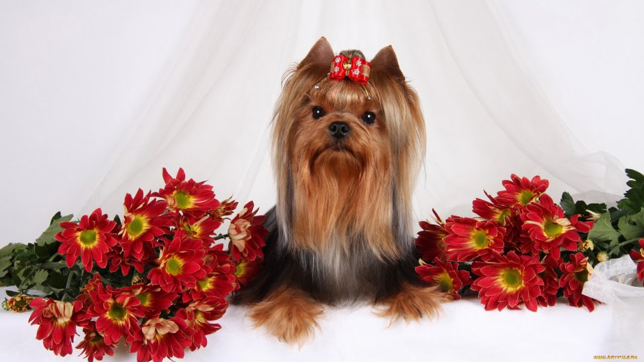 Йоркширский терьер макси