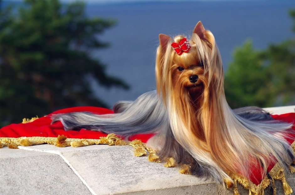 Королевский Йоркширский терьер