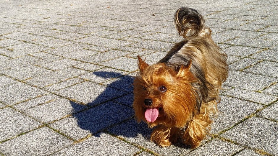 Йоркширский терьер вельш