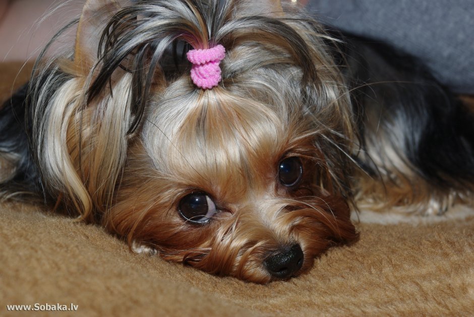 Йорик терьер