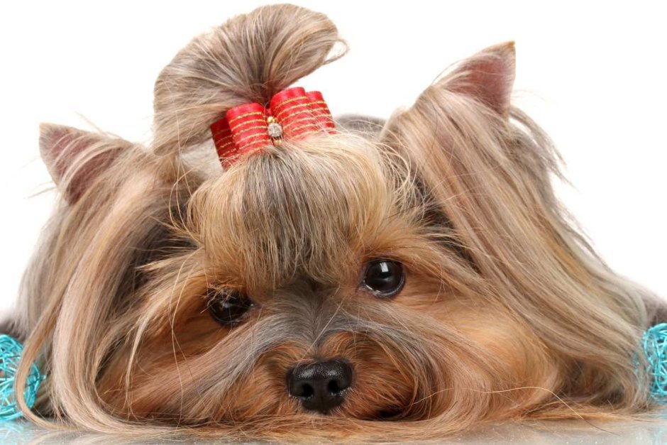 Йоркширский терьер Джанни