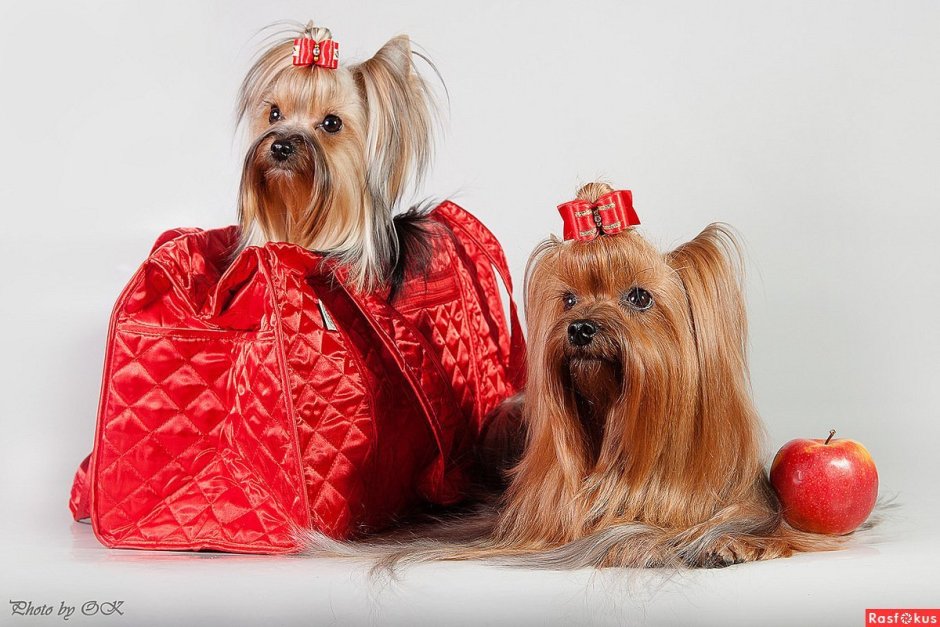 Йоркширский терьер Ольги лепе