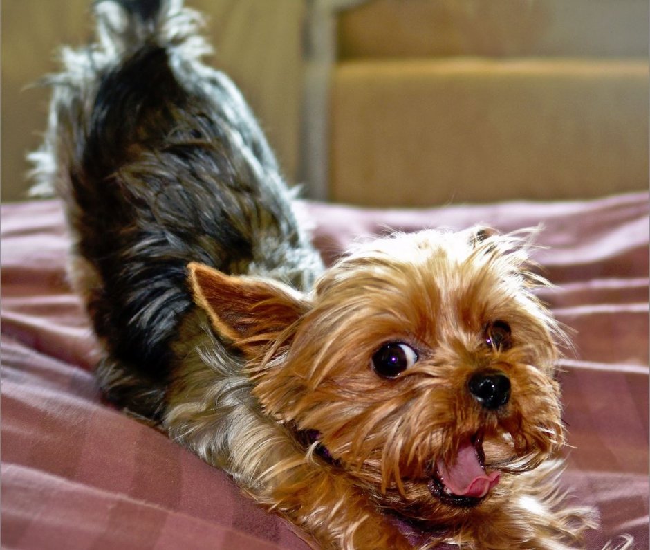 Смешные йорки