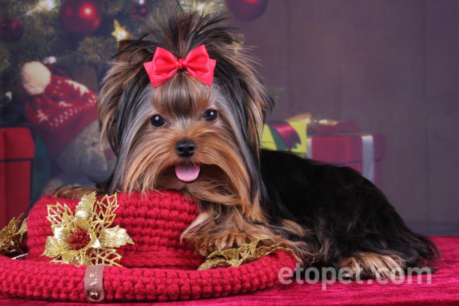 Йоркширский терьер макси