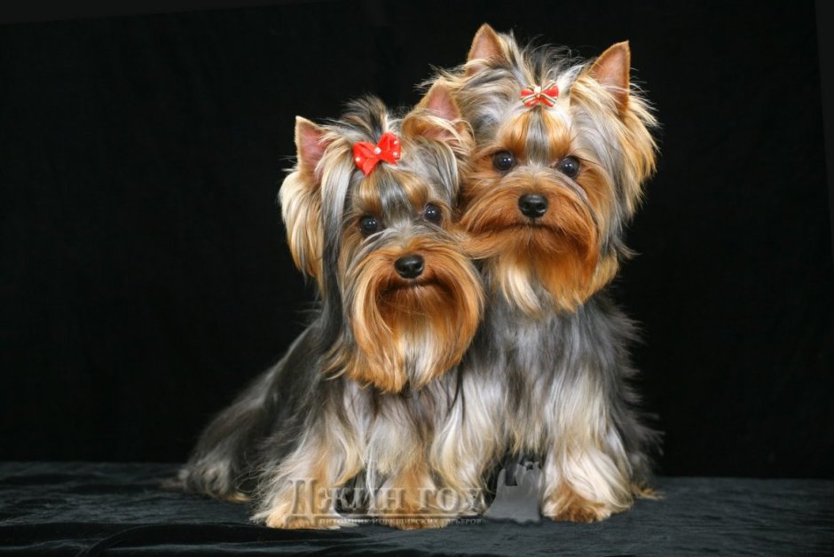 Йоркширский терьер стандарт