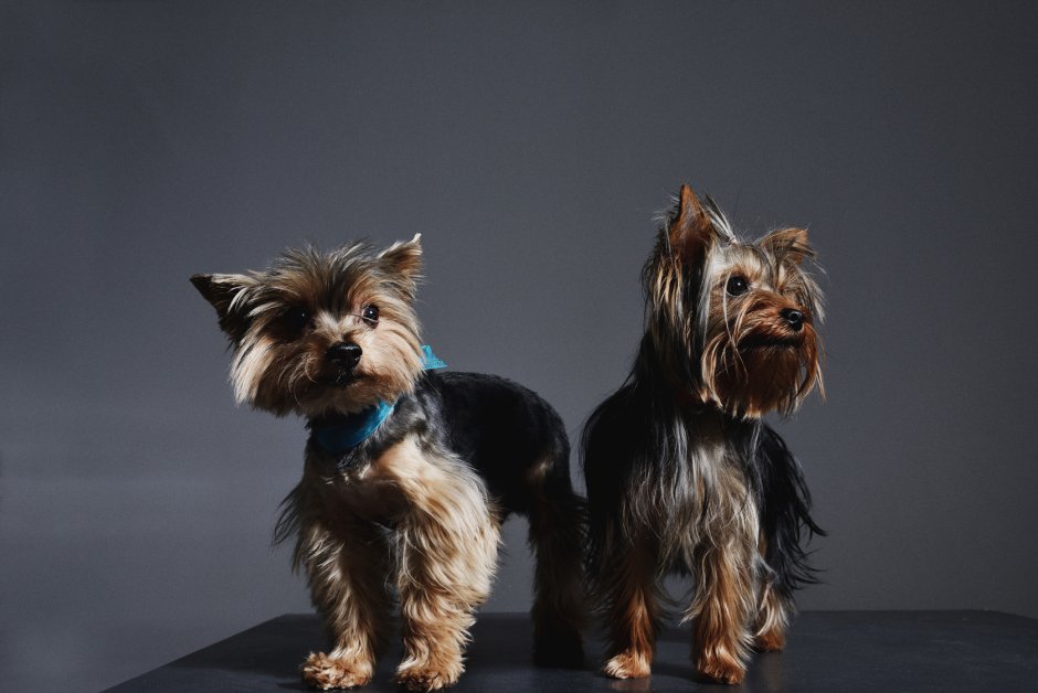 Йорки Близнецы