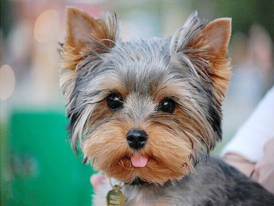 Йоркширский терьер вельш