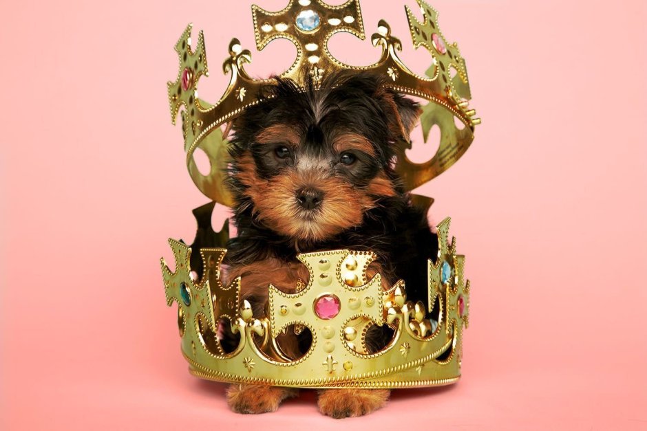 Карликовый Йоркширский терьер