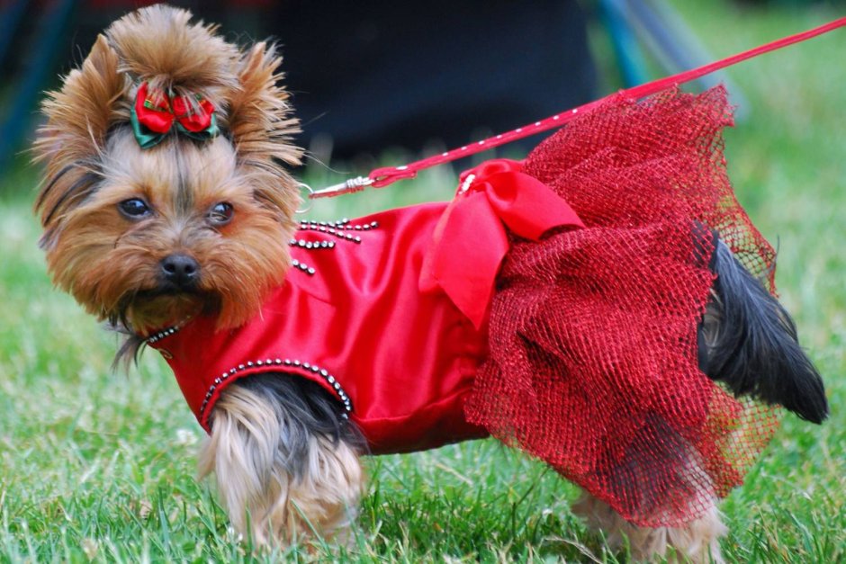 Йоркширский терьер Сильвия