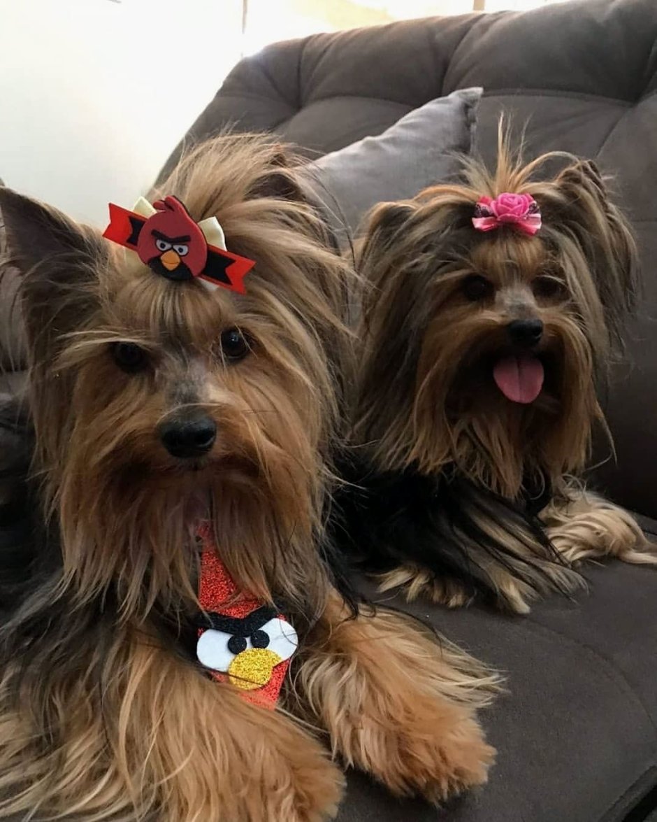 Королевский Йоркширский терьер