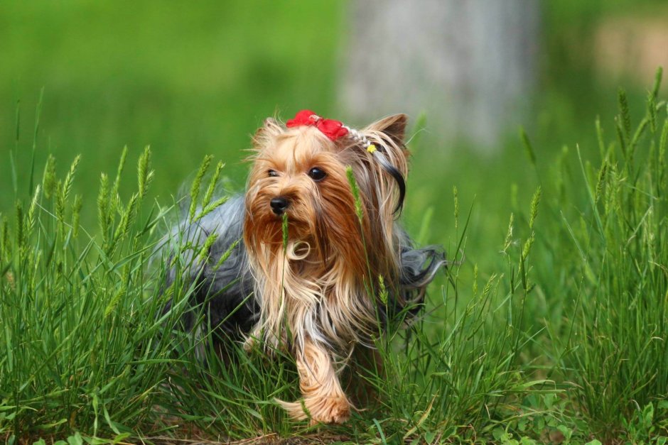 Терьер Йоркширский Малошерстный