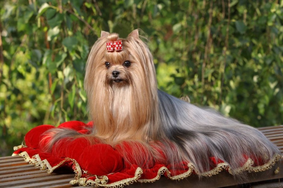 Йоркширский терьер чемпион