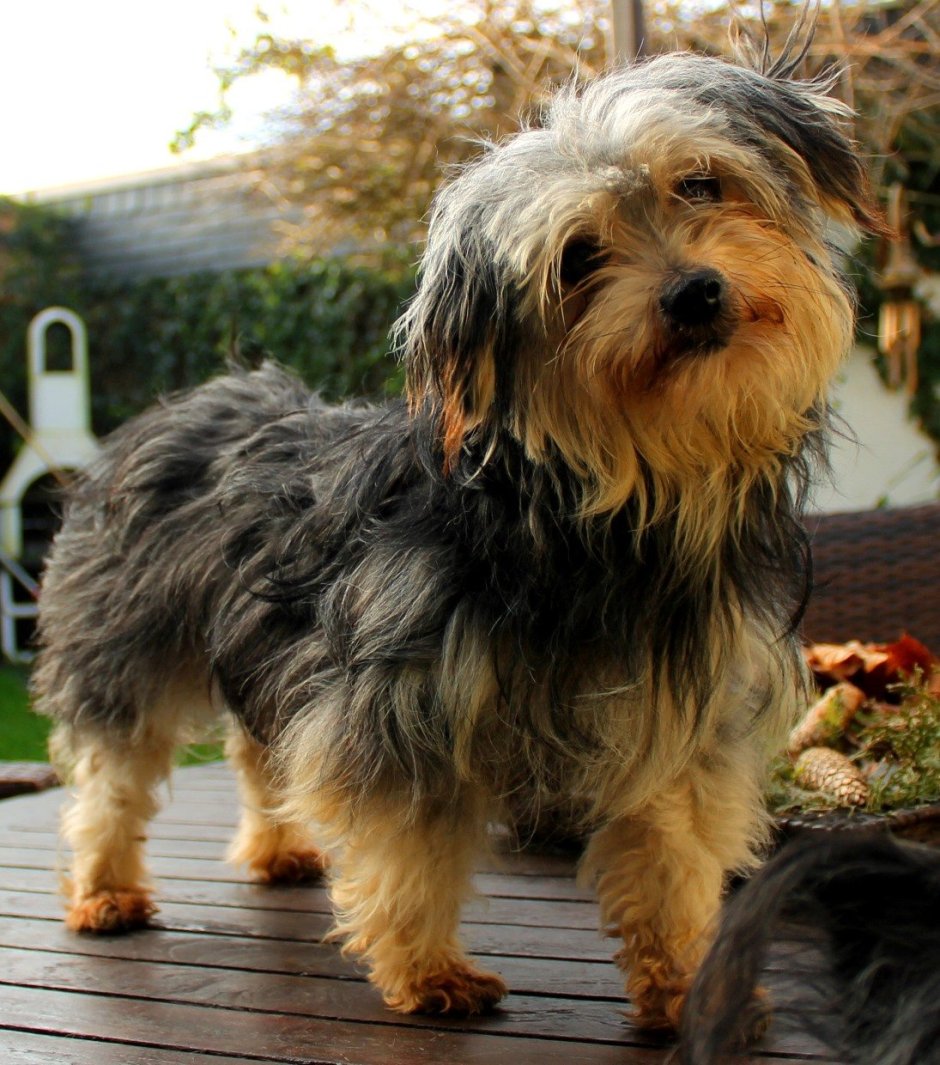 Арчи Йоркширский терьер