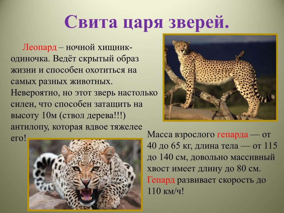 Презентация на тему Хищные животные