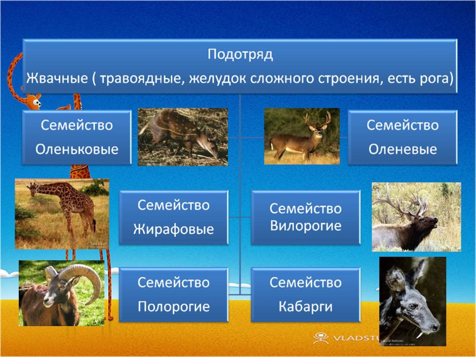 Отряд парнокопытные и непарнокопытные