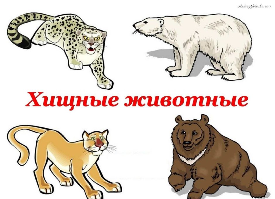 Хищники животные для детей
