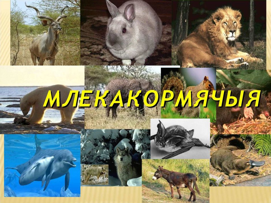 Млекопитающие звери