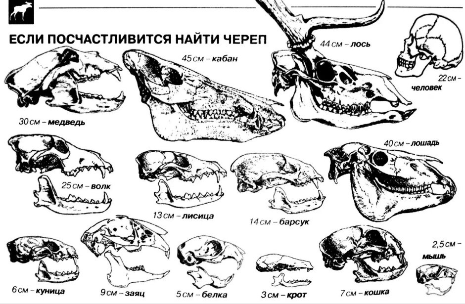 Названия костей черепа млекопитающего