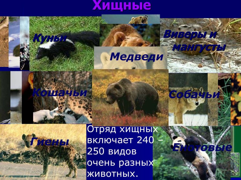Хищные млекопитающие представители