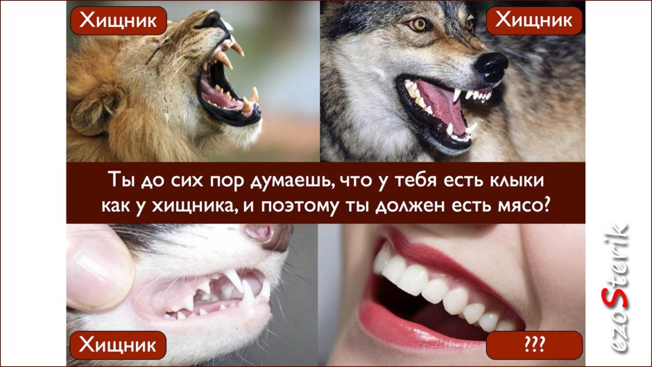 Зубы хищников и травоядных