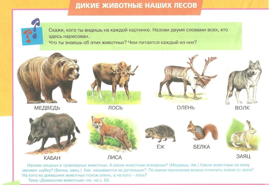 Хищные и травоядные животные для дошкольников