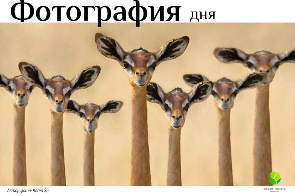 Геренук с ушами