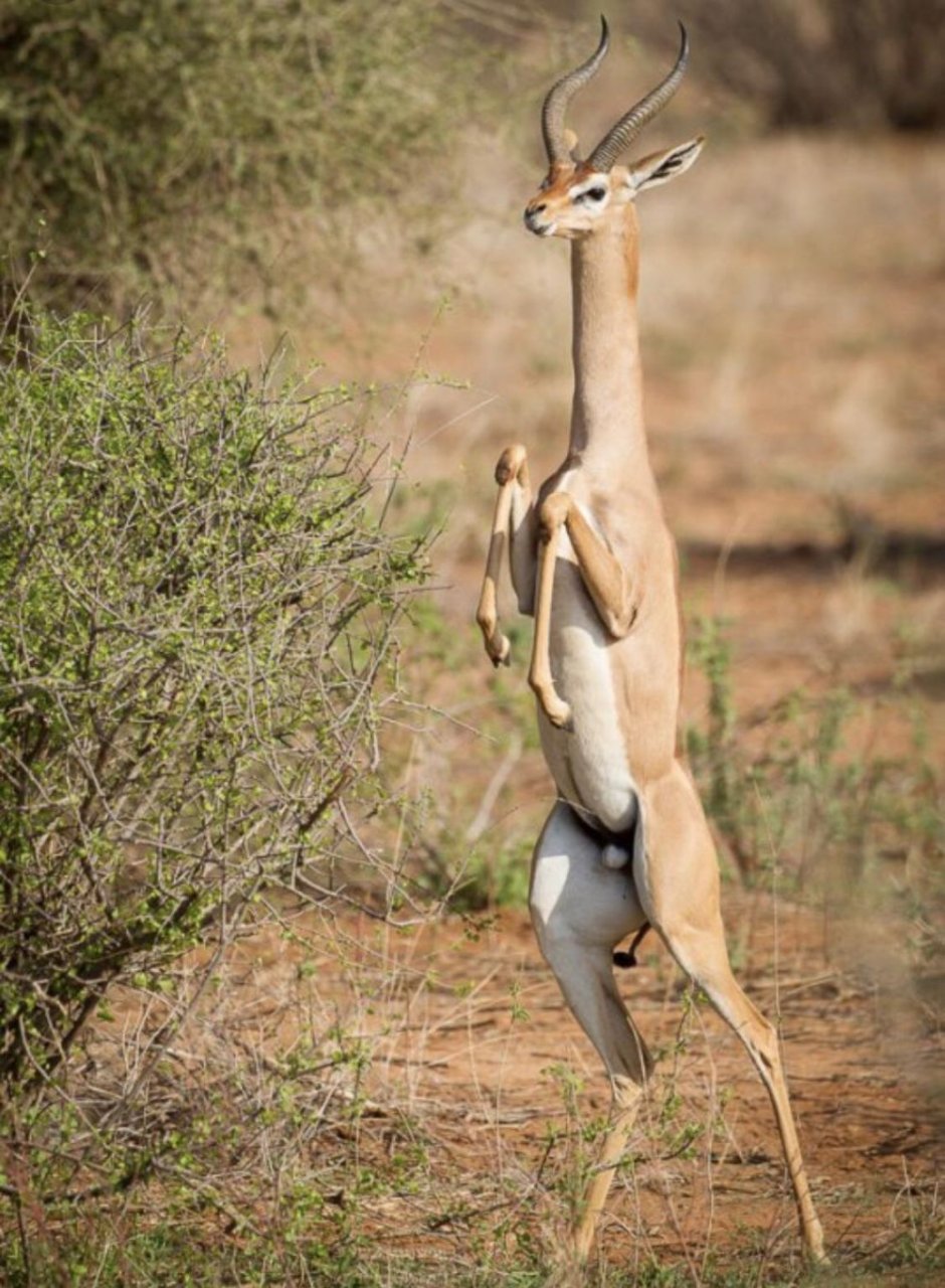 Gerenuk and friend