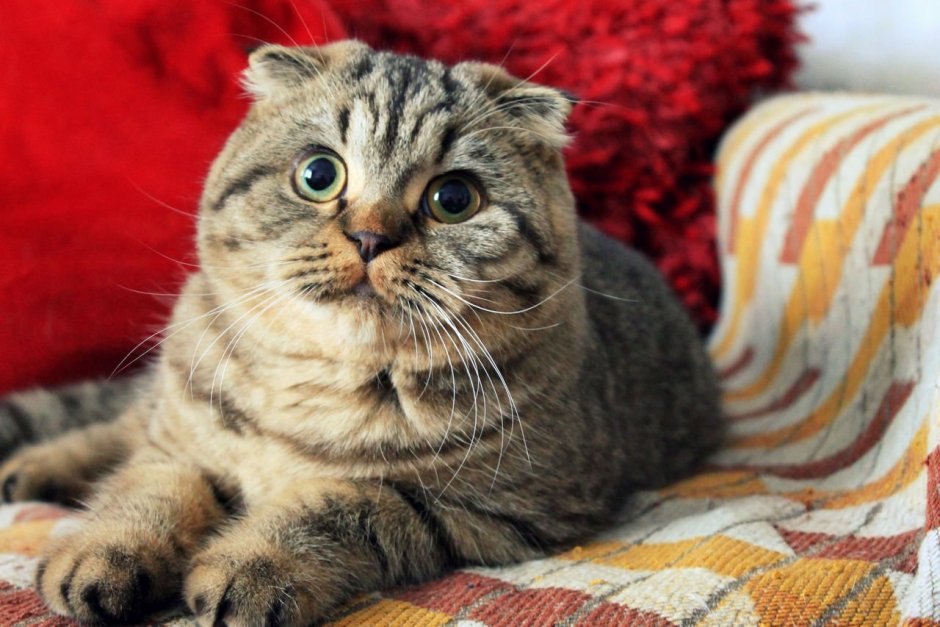Шотландский скоттиш фолд табби