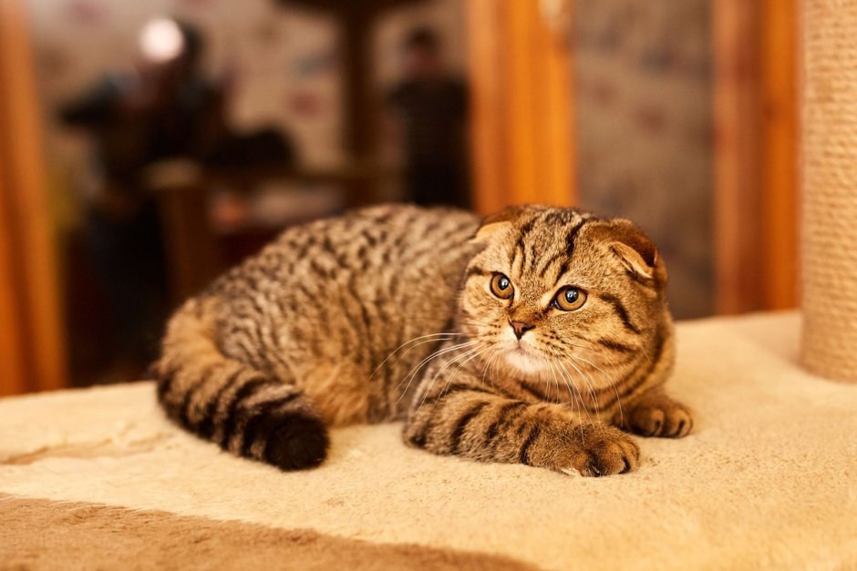 Скоттиш-фолд Шотландская