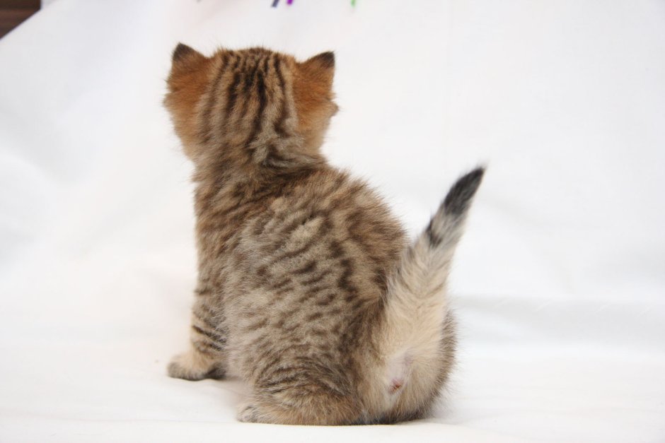 Котенок на спине