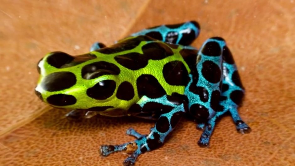 Ranitomeya Imitator Varadero