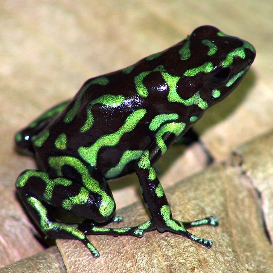 Пятнистая ядовитая / Ranitomeya variabilis
