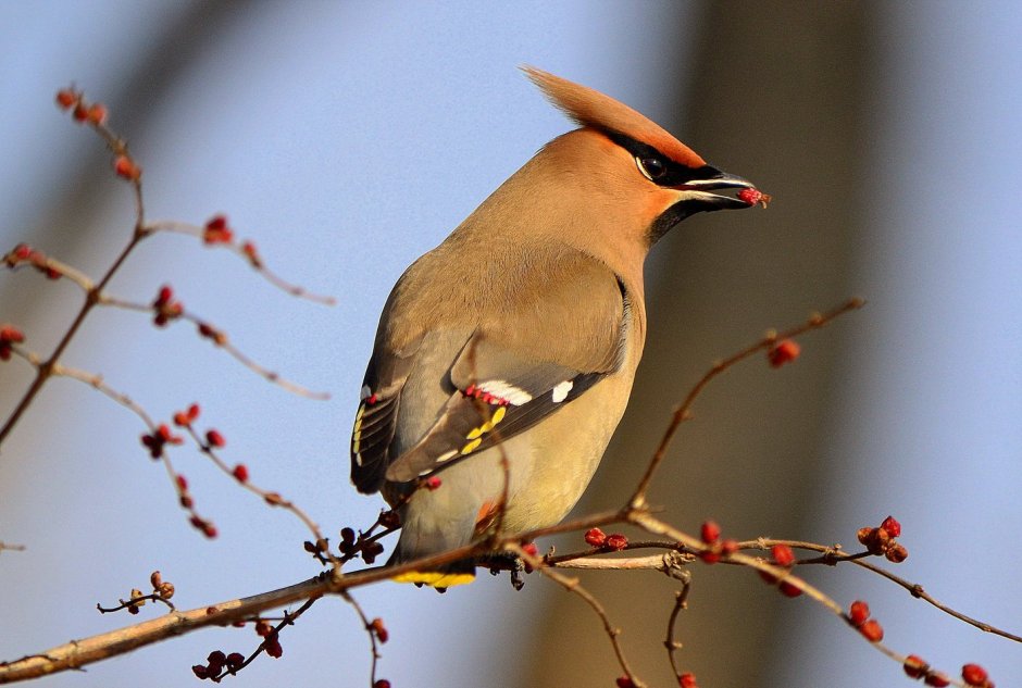 Свиристель обыкновенный (Bombycilla garrulus)