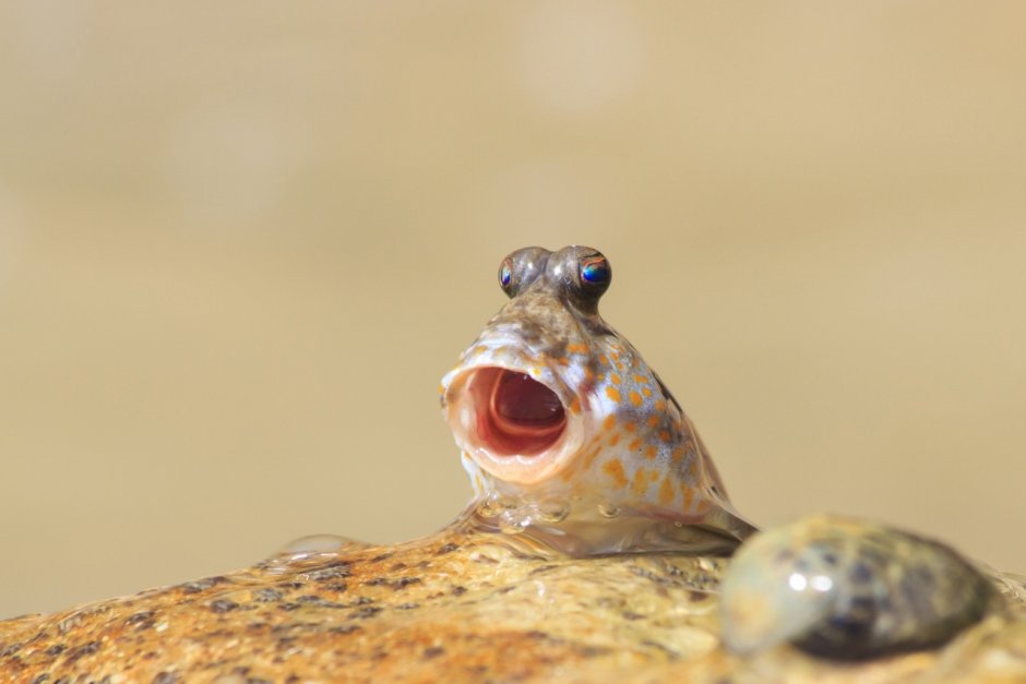 Alticus arnoldorum