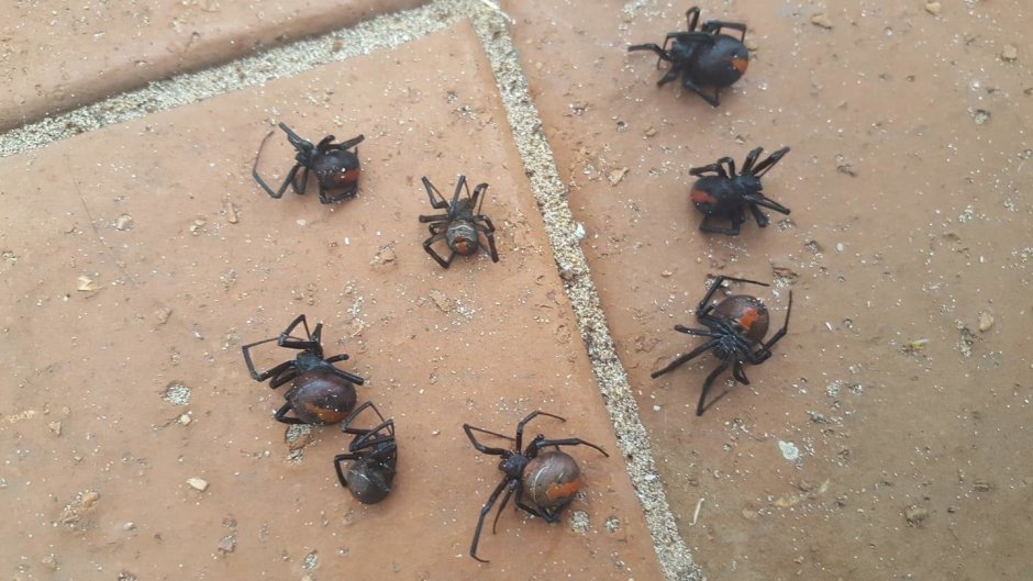 Гигантские пауки охотники Австралия