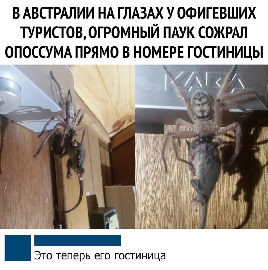 Австралия паук ест опоссума