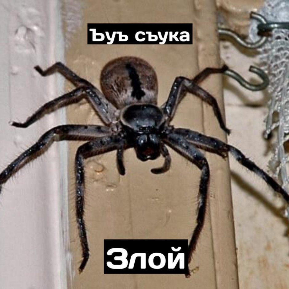 Самые страшные пауки Австралии