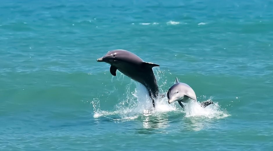 Hard Dolphin