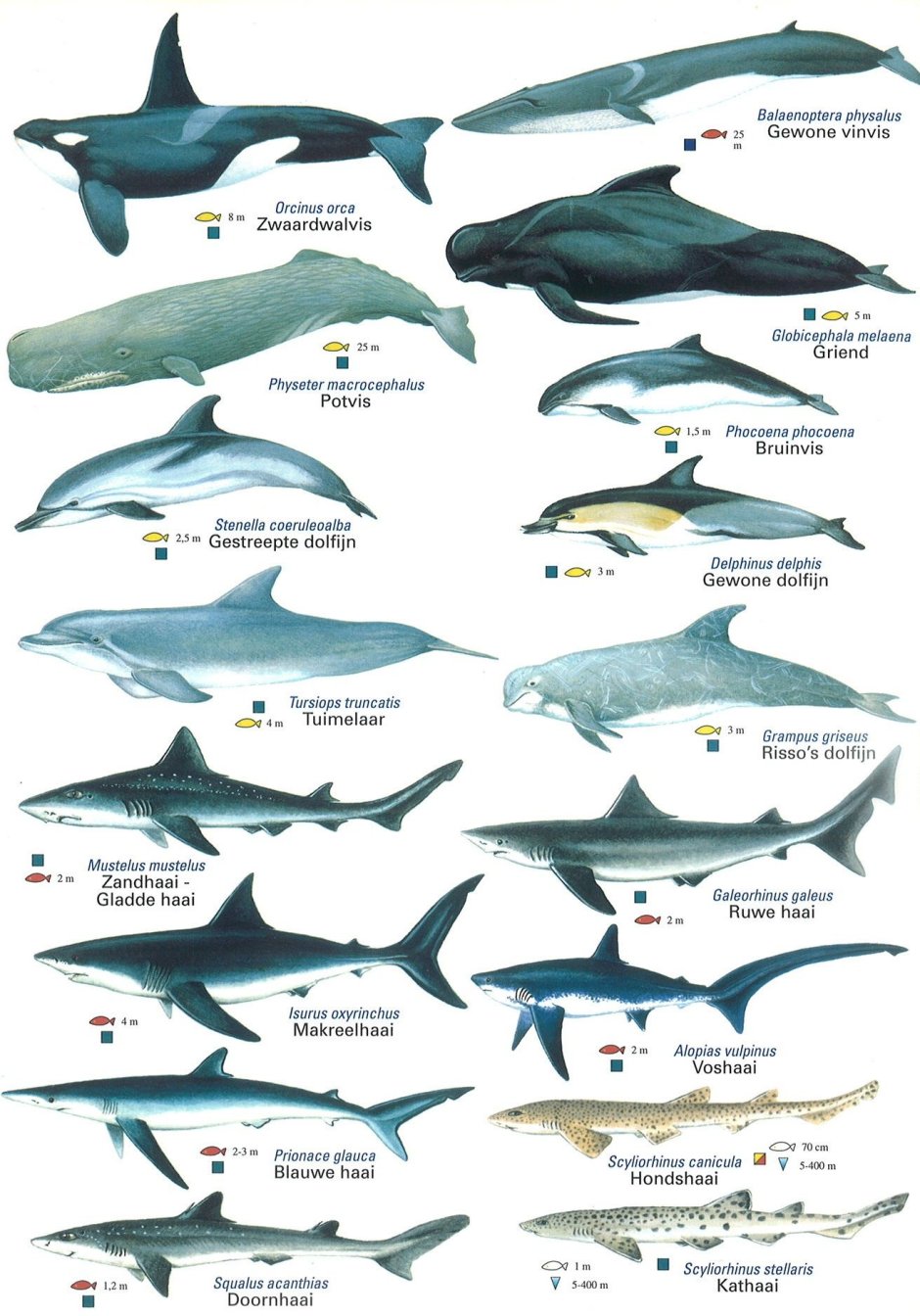 Ecco the Dolphin