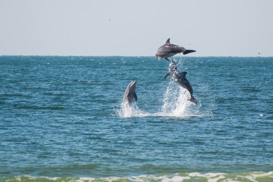 Cephalorhynchus heavisidii