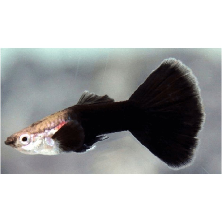 Гуппи черный, самец (Poecilia reticulata var.) (Размер s (до 3 см))