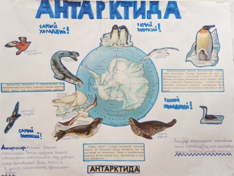 Животные Антарктиды для детей