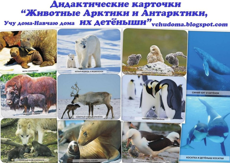 Обитатели Арктики
