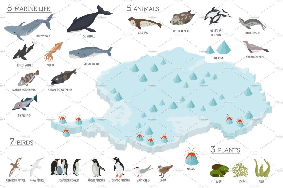 Antarctic is the Home for Penguins Dolphins and Whales ответы ex 83 p 189