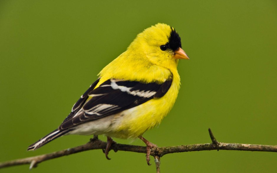 American Goldfinch птица
