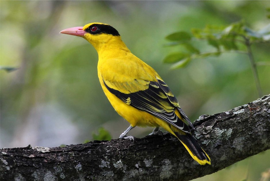 Обыкновенная Иволга Oriolus Oriolus
